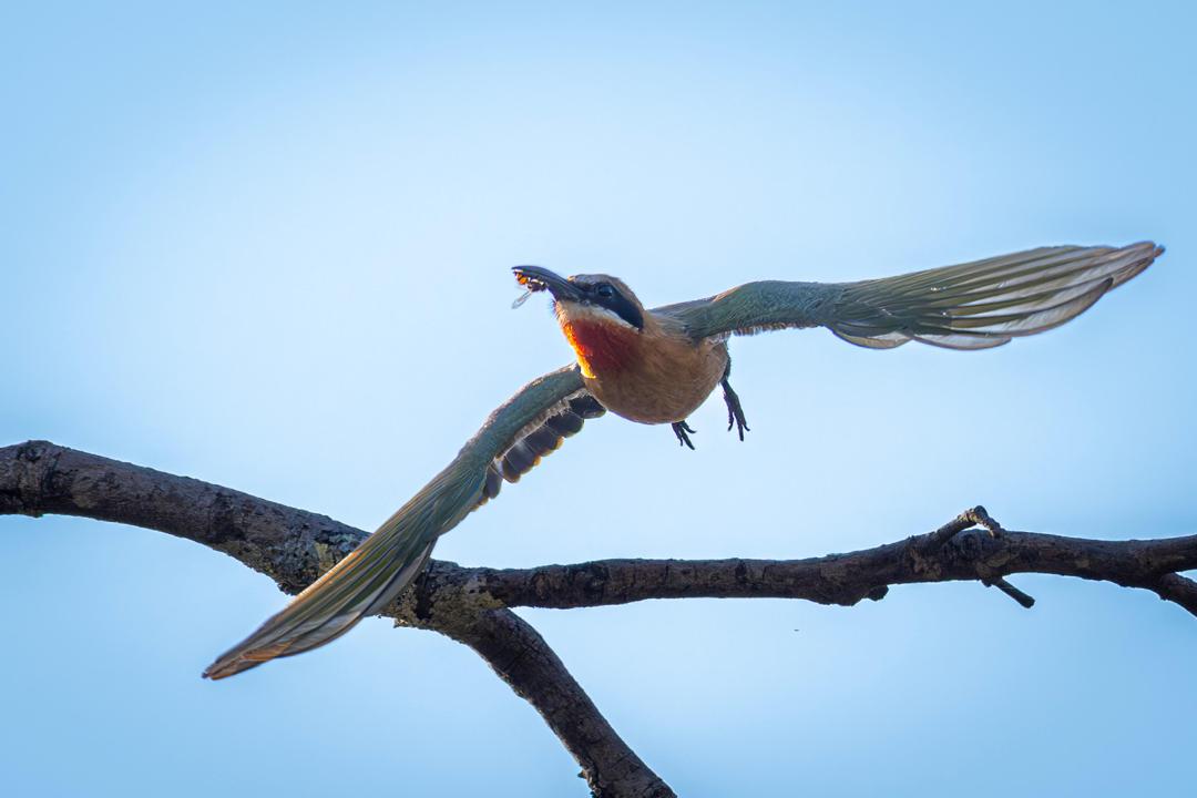 Bird Watching