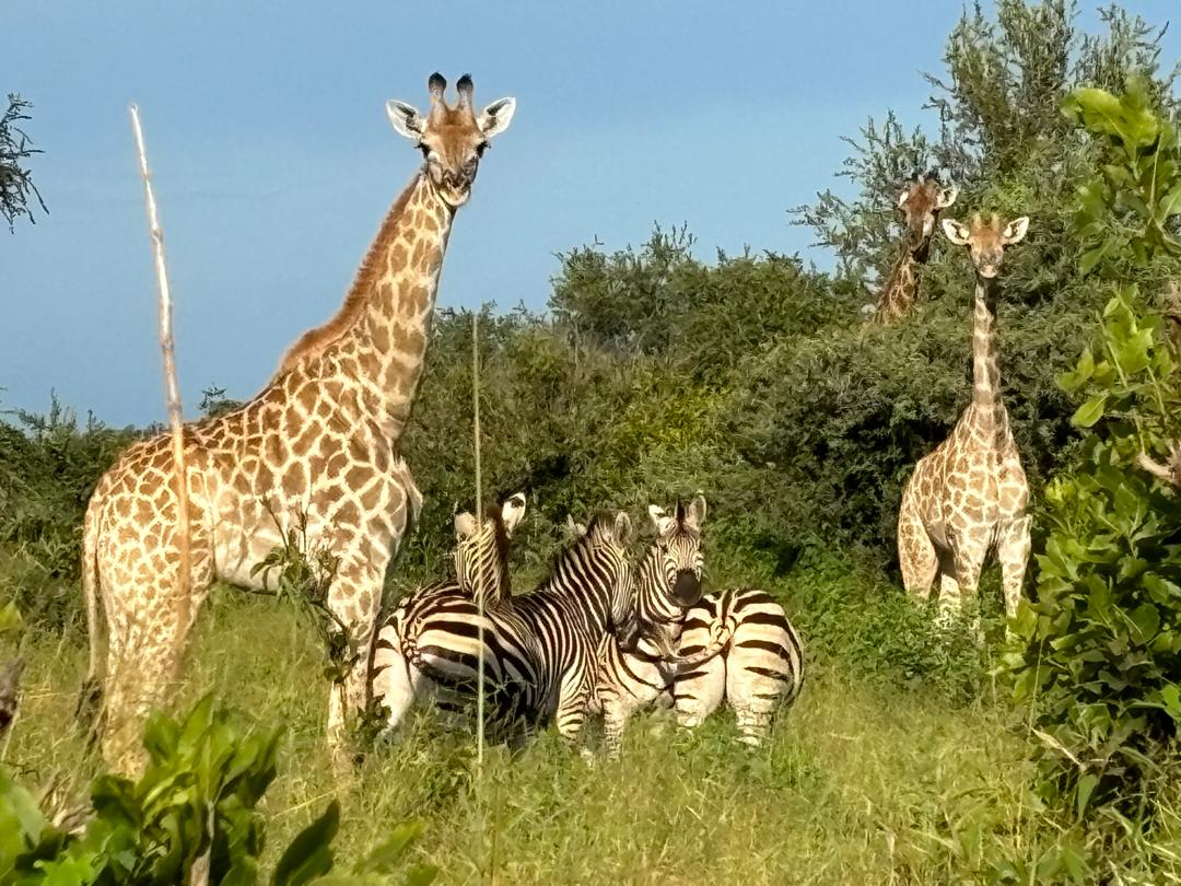 Guided Game Drive
